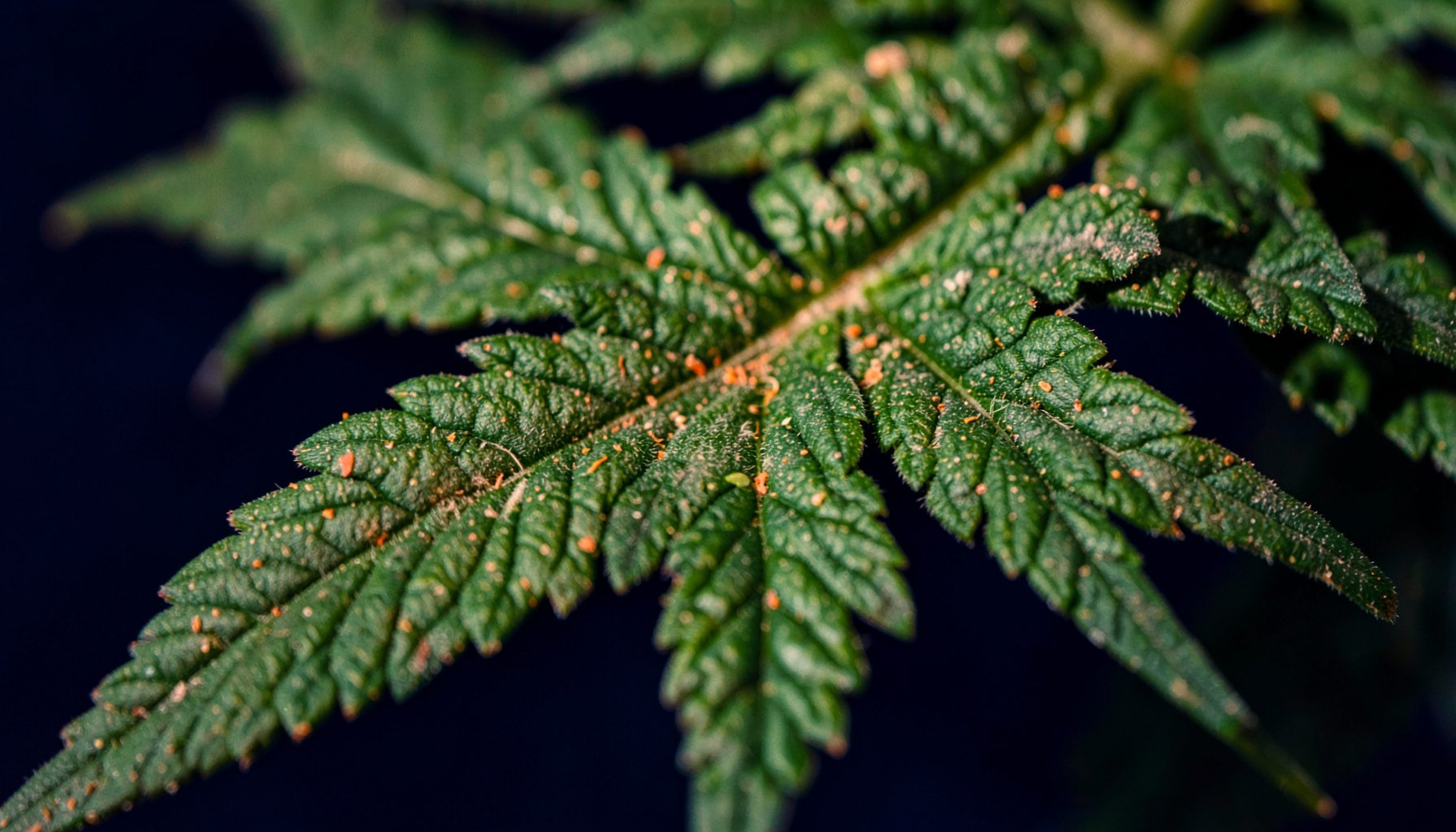 Deep green cannabis leaf texture against a dark navy background, rich organic surface with visible veins and trichomes